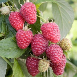 Raspberry 'Joan J' (image for) Raspberry 'Joan J'
