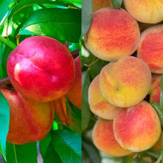 Peach & Nectarine Collection (2 Trees) (image for) Peach & Nectarine Collection (2 Trees)