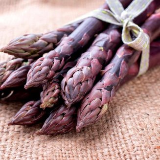 Asparagus 'Erasmus' F1 (image for) Asparagus 'Erasmus' F1