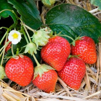 Strawberry Plants 'Mara des Bois' (image for) Strawberry Plants 'Mara des Bois'
