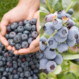 Long Season Blueberry Collection (2 plants) (image for) Long Season Blueberry Collection (2 plants)