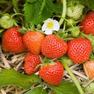 Strawberry Plants 'Cambridge Favourite' (image for) Strawberry Plants 'Cambridge Favourite'