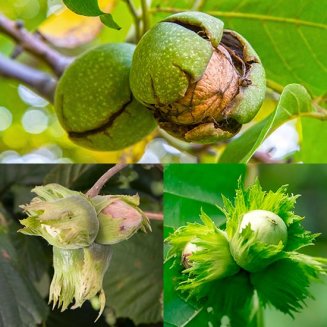 Nut collection (3 trees) (image for) Nut collection (3 trees)