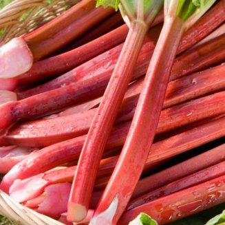 Rhubarb 'Raspberry Red' (image for) Rhubarb 'Raspberry Red'