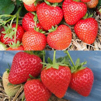 Best of British Strawberry Plant Collection (24 plants) (image for) Best of British Strawberry Plant Collection (24 plants)